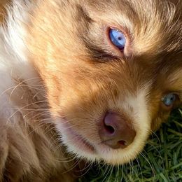 Pumpkin [Red Tri Female, with Tail] - Miniature Australian Shepherd puppy from Starry-Eyed Mini Aussies with Tails